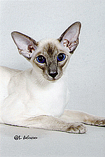 14_ThaifongTiamoofAlexy
